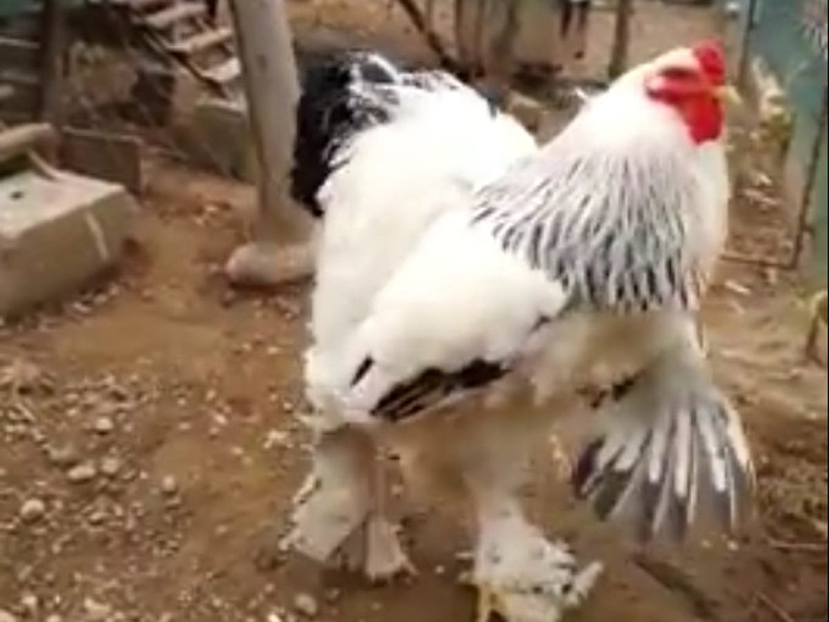 đá gà thái lan cựa sắt đá gà thái lan cựa sắt