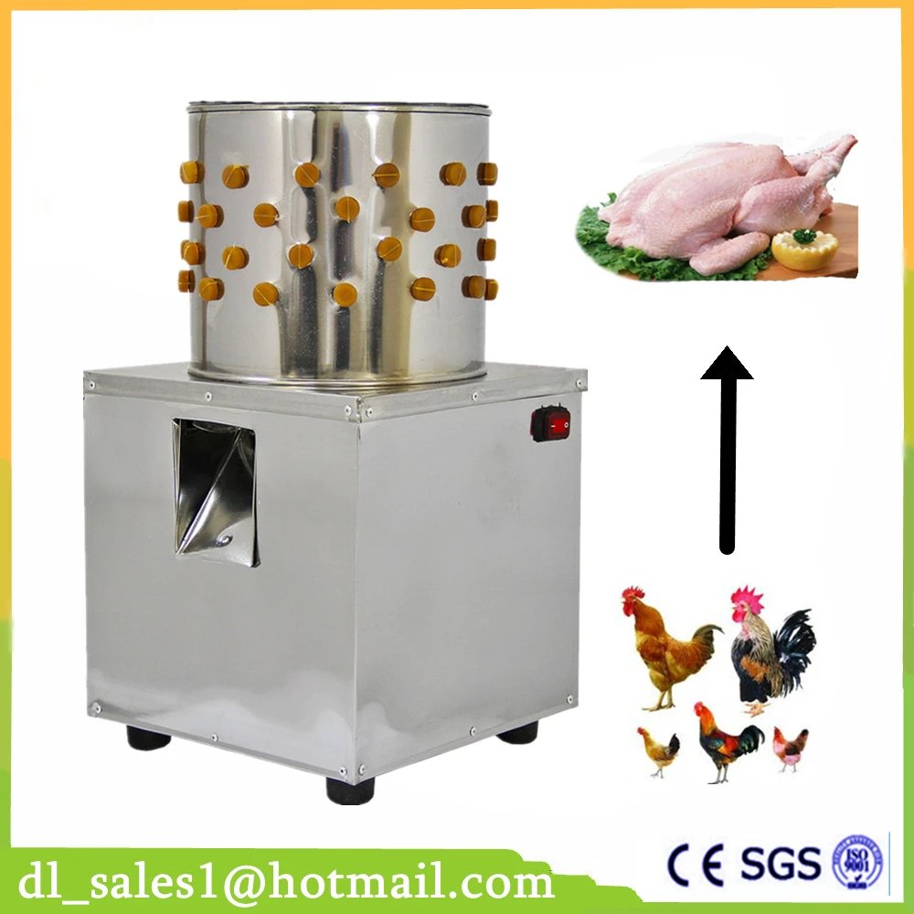 trang trại gà đá ở mỹ trang trại gà đá ở mỹ