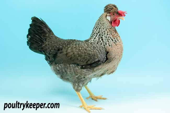 ngày mộc đá gà gì ngày mộc đá gà gì