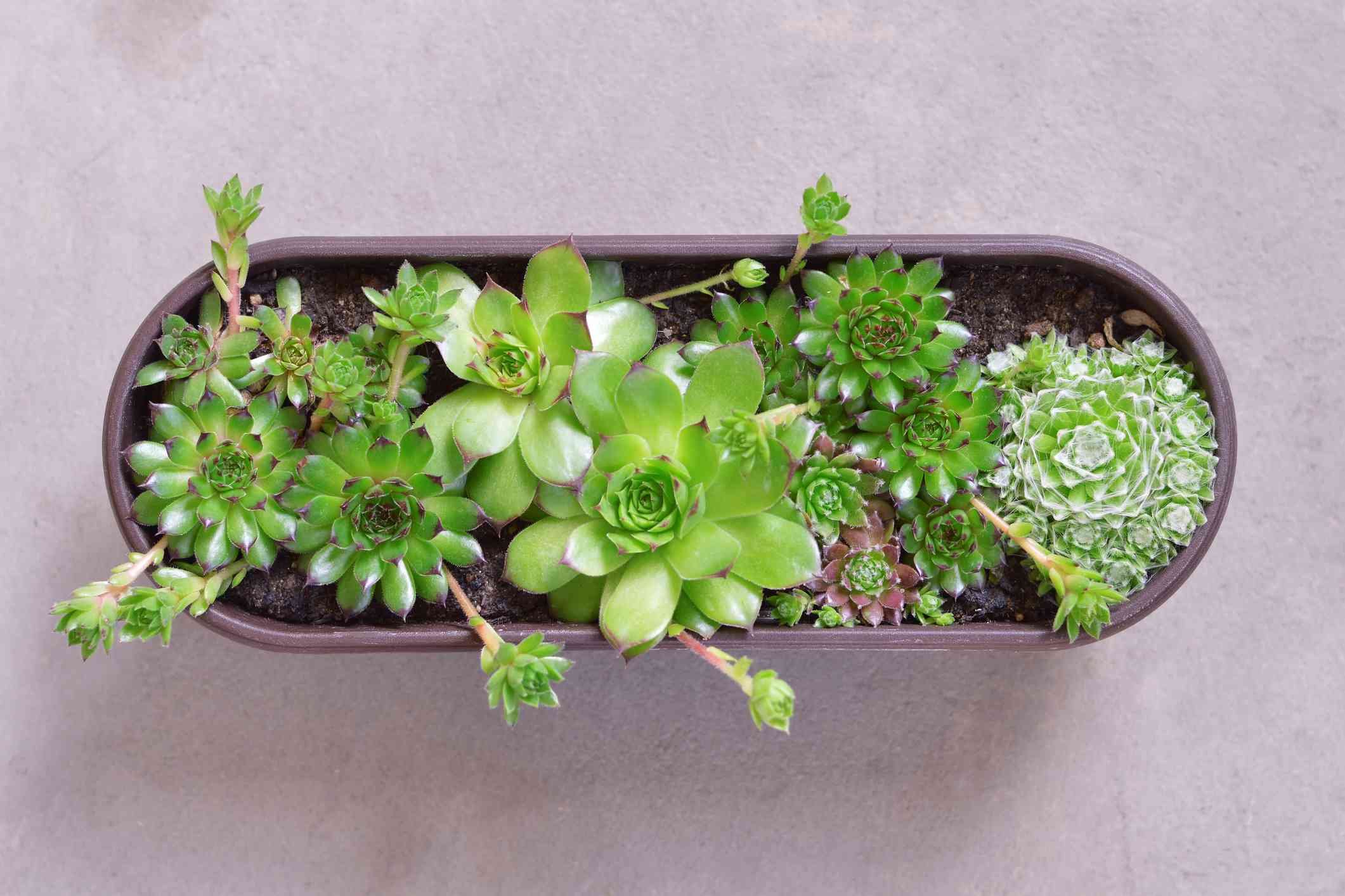 chuồng nuôi gà đá chuồng nuôi gà đá