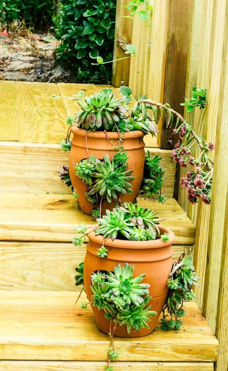 đá gà cựa sắt kiên giang,Đá gà cựa sắt Kiên Giang: Một môn thể thao truyền thống độc đáo đá gà cựa sắt kiên giang,Đá gà cựa sắt Kiên Giang: Một môn thể thao truyền thống độc đáo