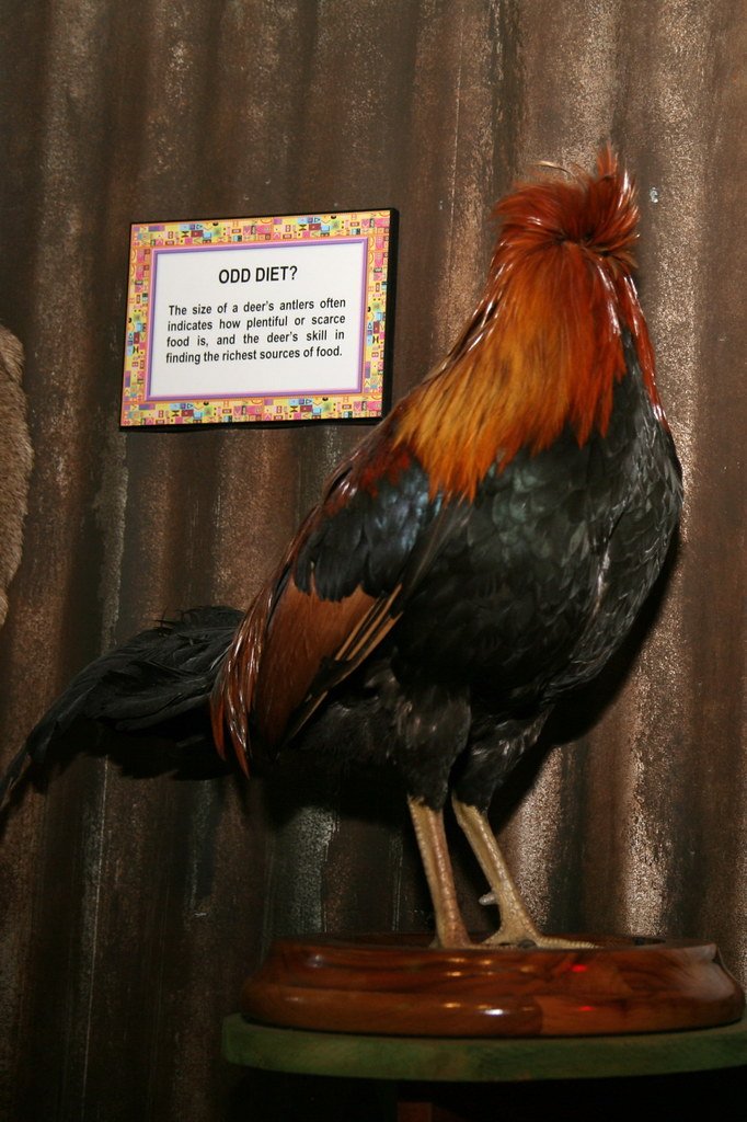 chợ gà đá chợ gà đá