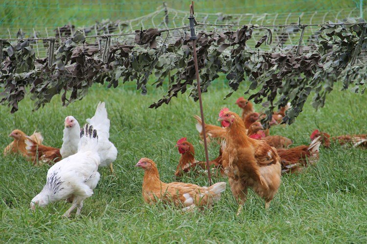 trực tiếp đá gà thomo hôm nay có bình luận trực tiếp đá gà thomo hôm nay có bình luận
