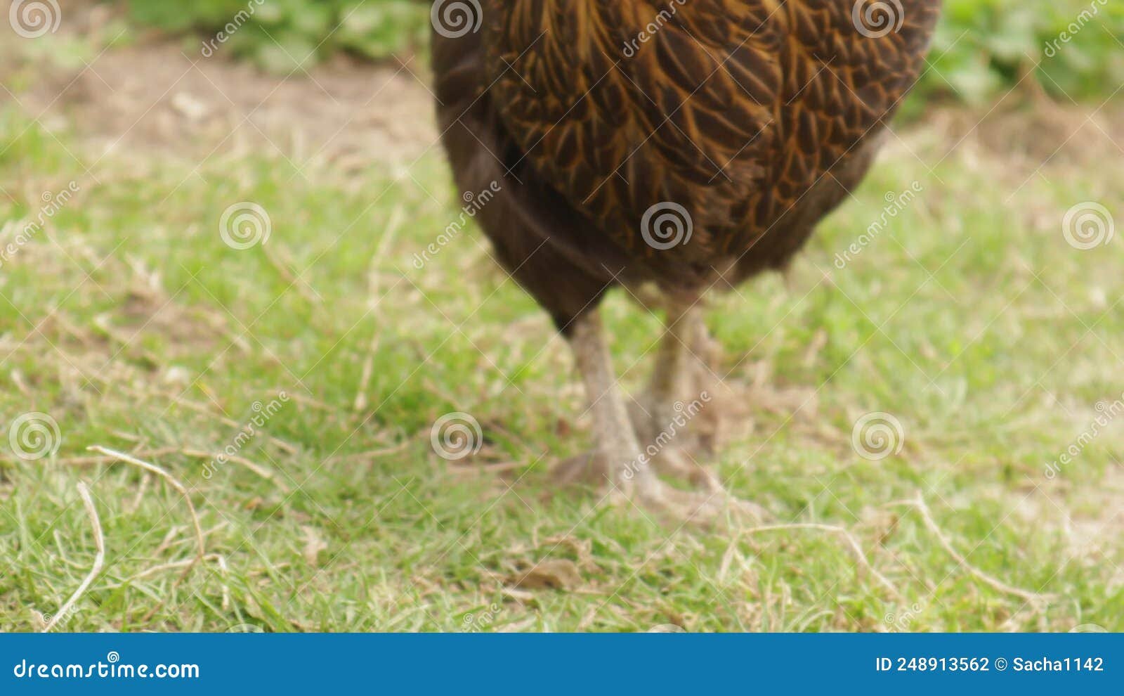 mô hình trang trại gà đá mô hình trang trại gà đá