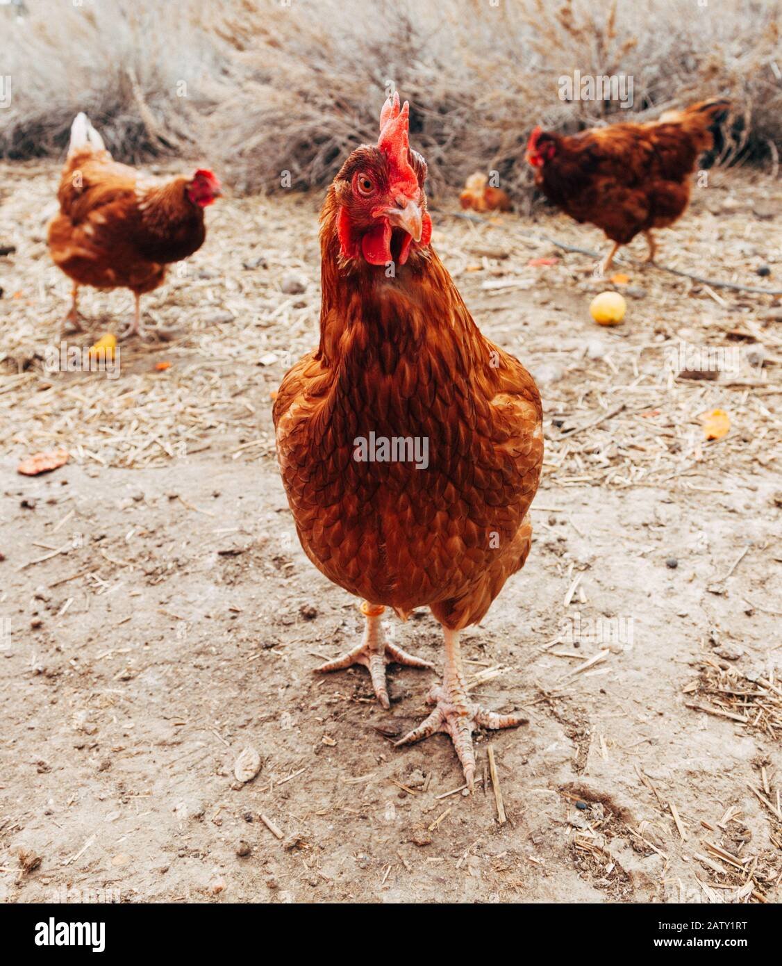 bán gà lông đá bán gà lông đá