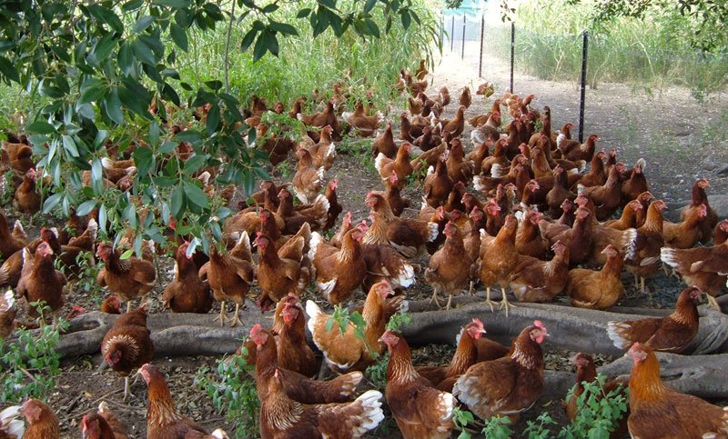 trại đá gà lớn nhất vĩnh long trại đá gà lớn nhất vĩnh long