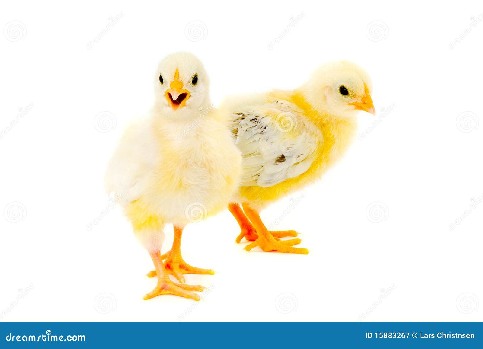 gà đá tiền gà đá tiền