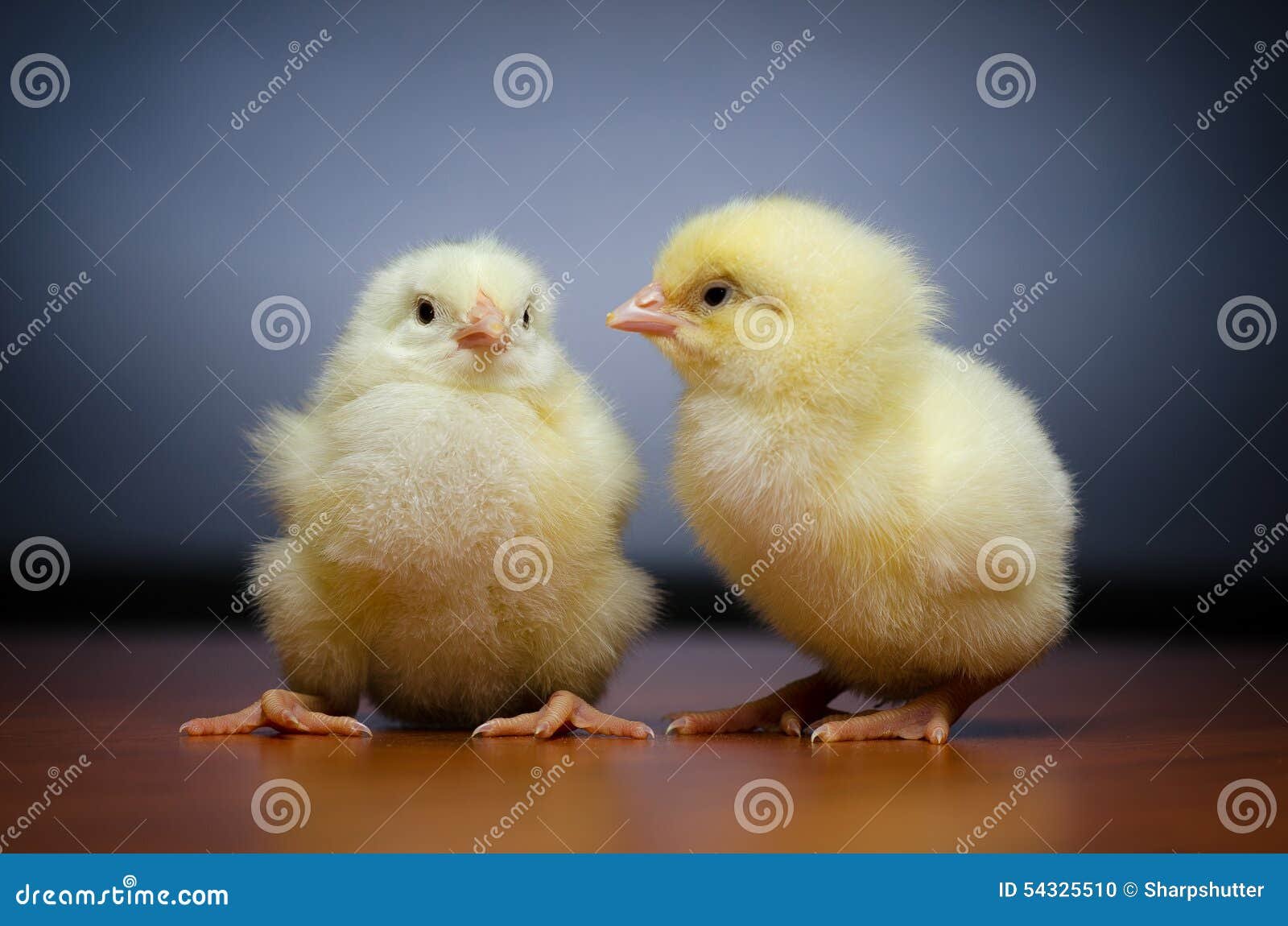 các dòng gà đá các dòng gà đá