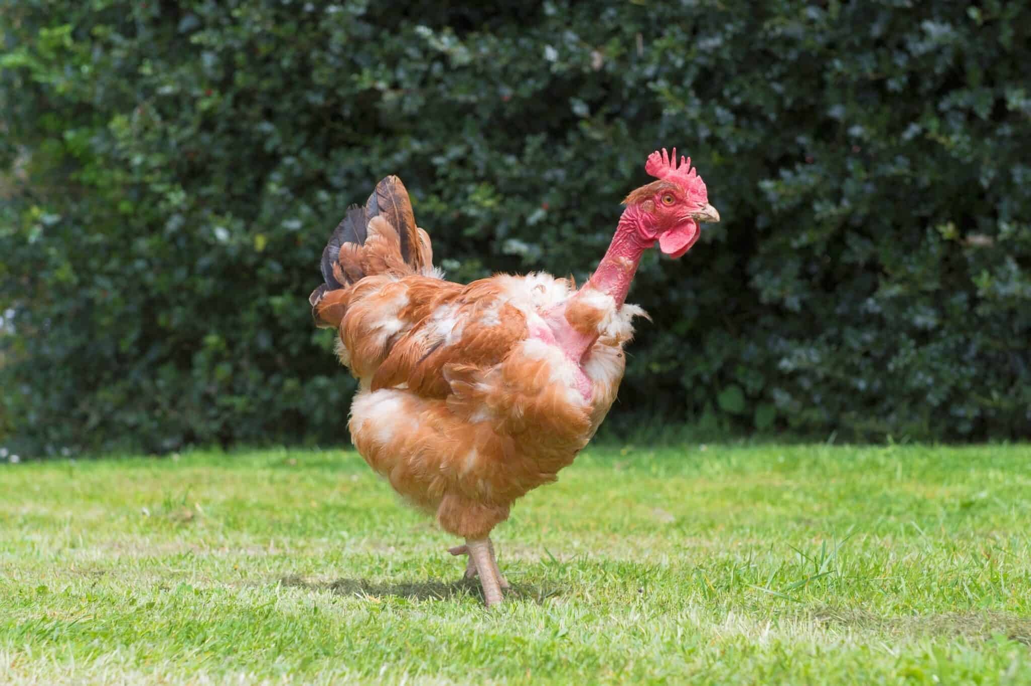 đá để luộc gà đá để luộc gà