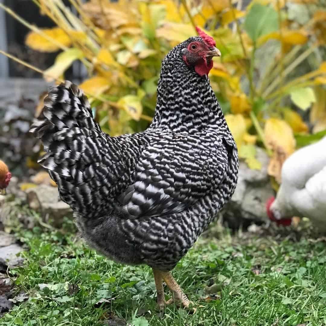 giỏ đựng gà tre mang đi đá giỏ đựng gà tre mang đi đá