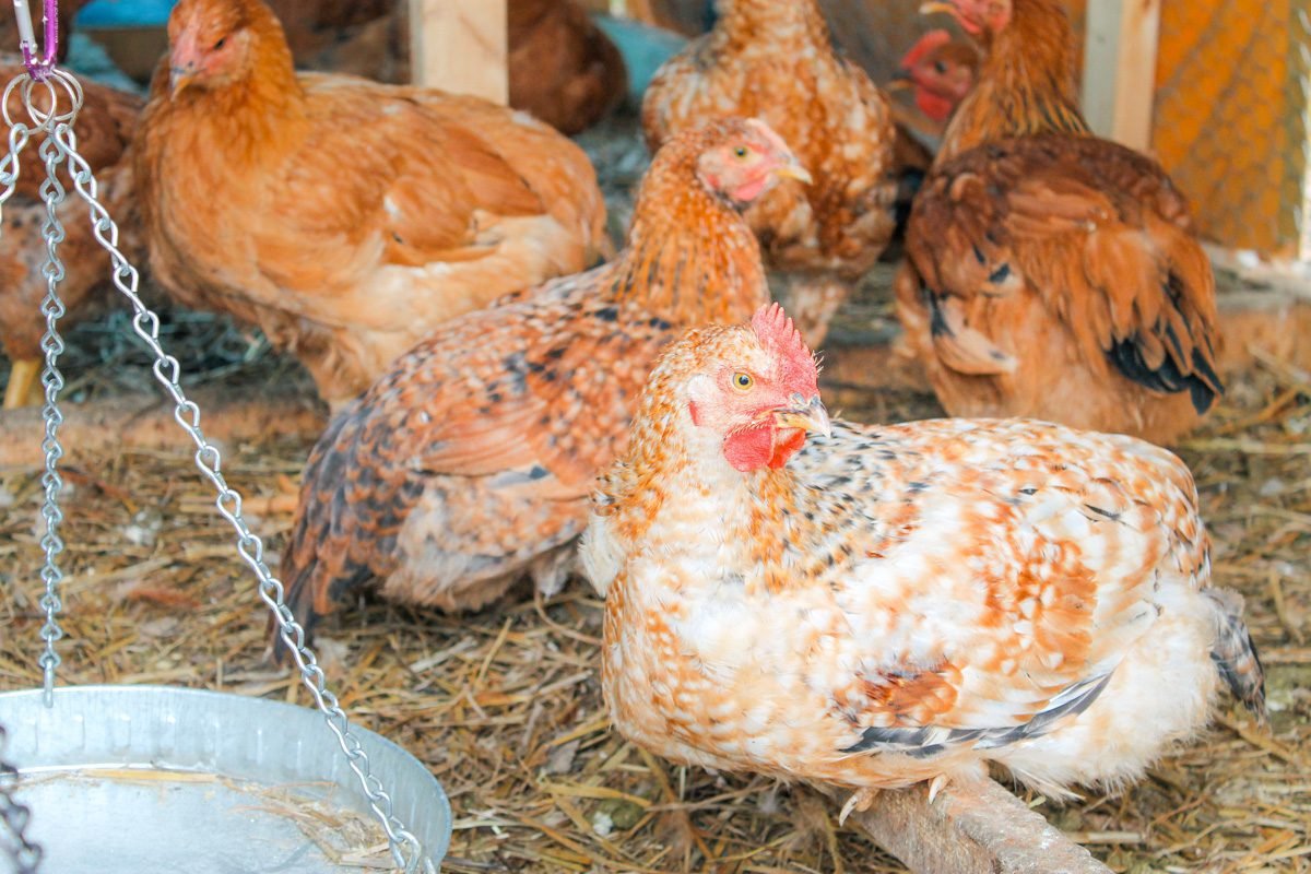 đá gà tre thomo năm 2019 đá gà tre thomo năm 2019