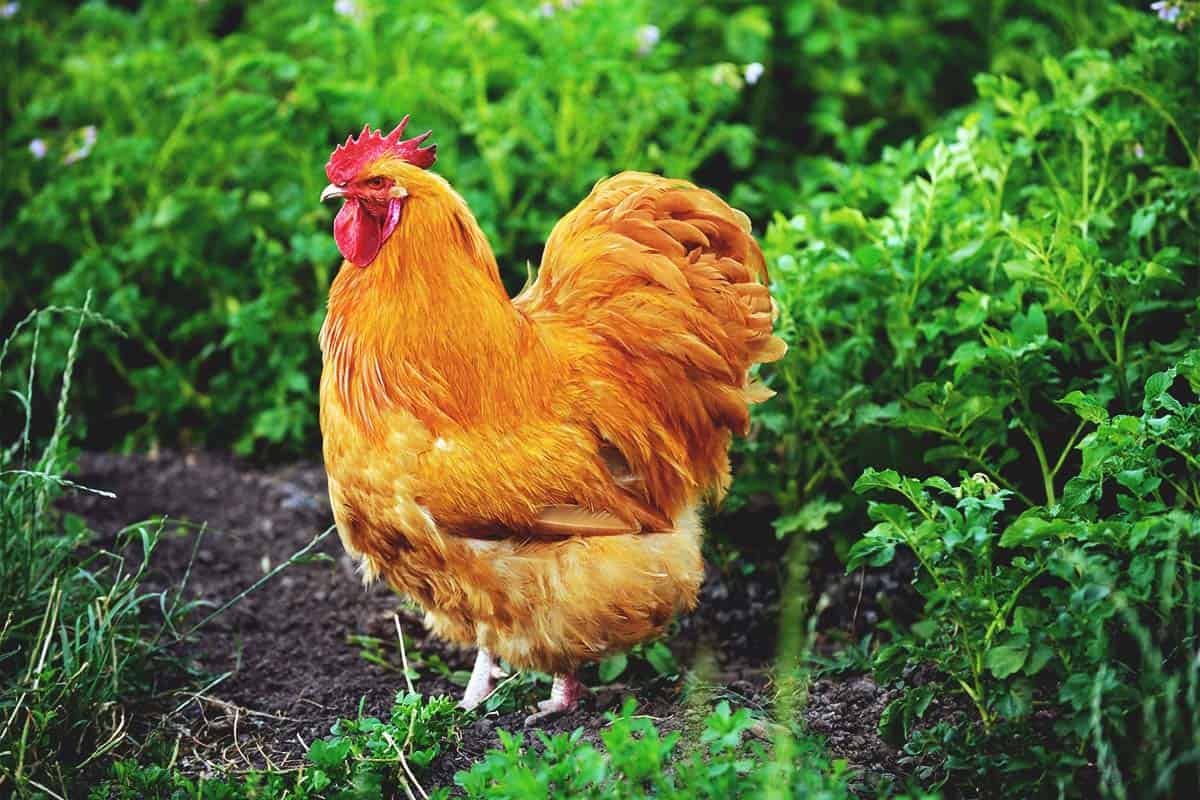 đá gà thomo ngày 31 tháng 12 năm 2019 đá gà thomo ngày 31 tháng 12 năm 2019