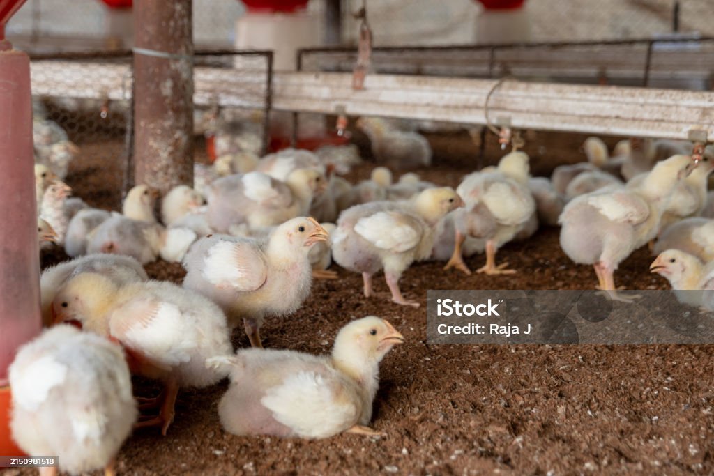 cách chọn gà đá cựa sắt hay cách chọn gà đá cựa sắt hay