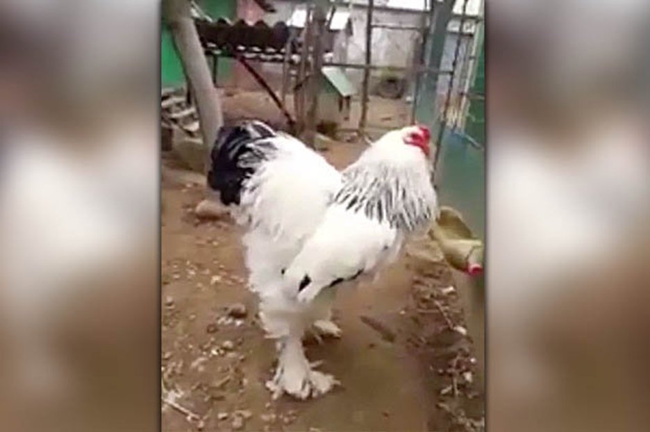 gà nòi đẹp đá gà nòi đẹp đá