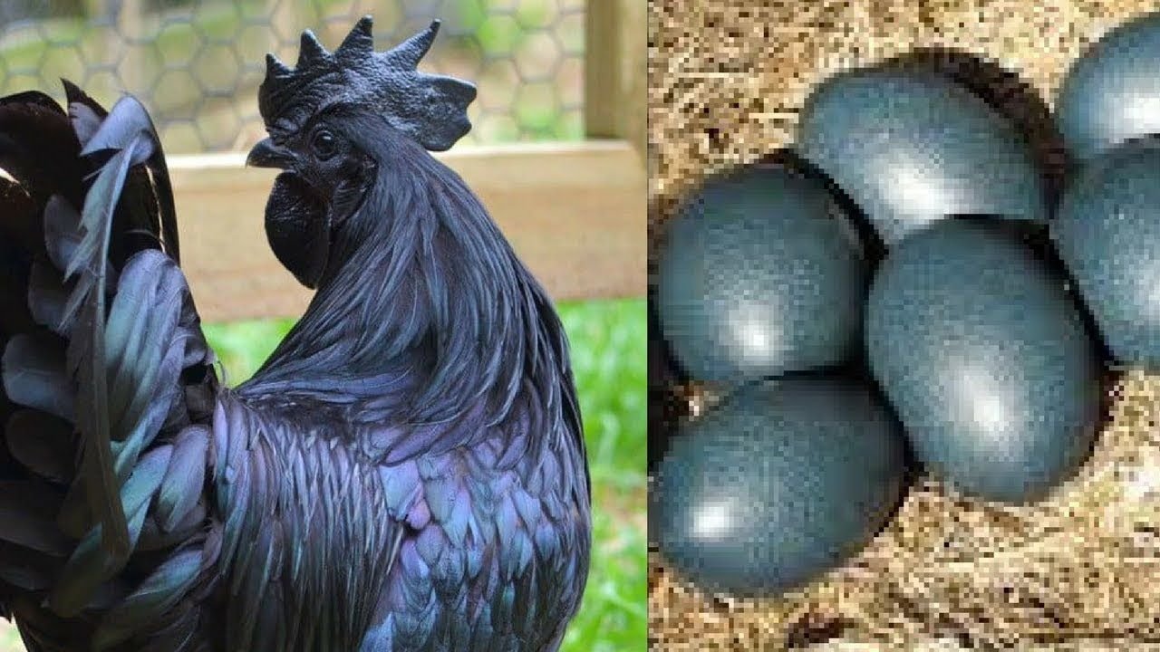 cách chọn gà nòi đá cách chọn gà nòi đá