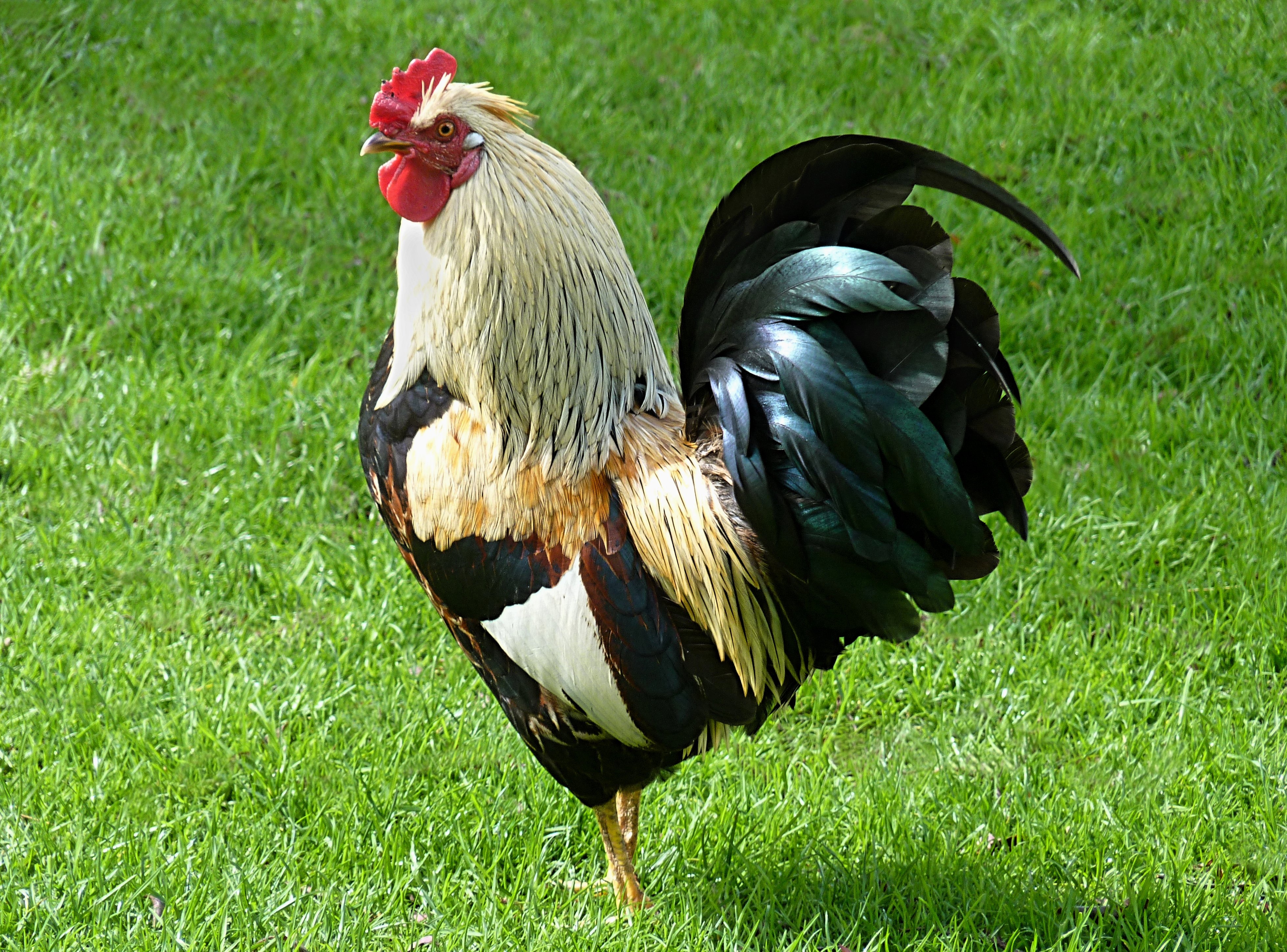 gà đá thomo 9 11 2019 gà đá thomo 9 11 2019