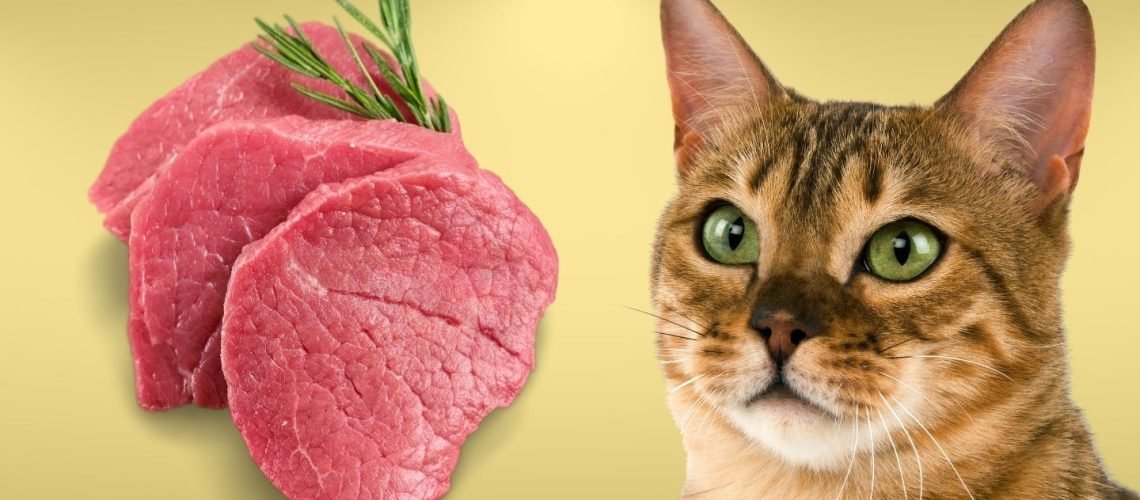 trứng gà và tảng đá trứng gà và tảng đá
