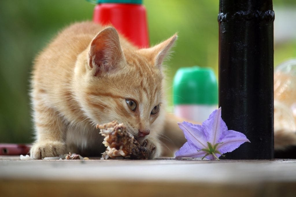 cách làm gà đá xào cối cách làm gà đá xào cối