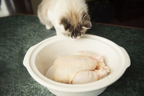 vẽ tranh đề tài lễ hội đá gà vẽ tranh đề tài lễ hội đá gà