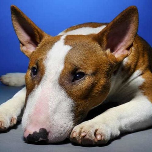 cách xả nghệ cho gà đá cách xả nghệ cho gà đá