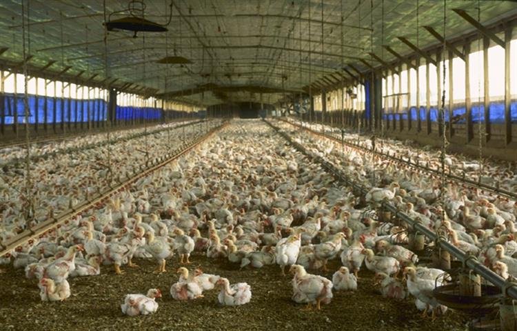 thuốc nuôi gà đá philippines thuốc nuôi gà đá philippines