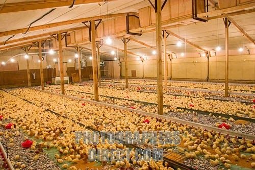 gà đá campuchia trực tiếp hôm nay gà đá campuchia trực tiếp hôm nay