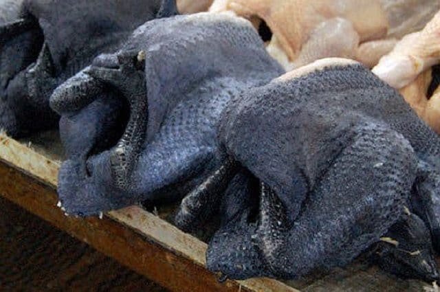 Khám phá những trận chiến đá gà kịch tính tại Thomo hôm nay