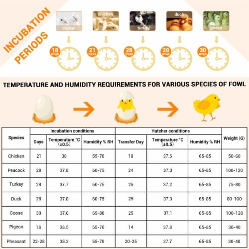 Xem trực tiếp trận chiến gà đá Thomo 999 hấp dẫn hôm nay ngay tại đây